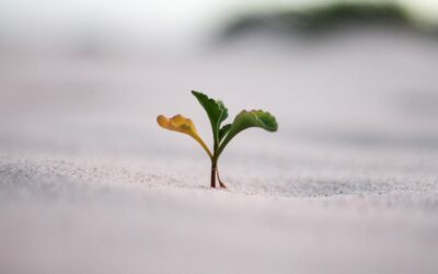 Developing a “Growth Mindset” with an Eternal Perspective